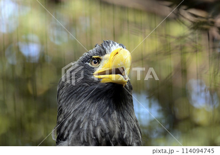 オオワシ オオワシ 114094745