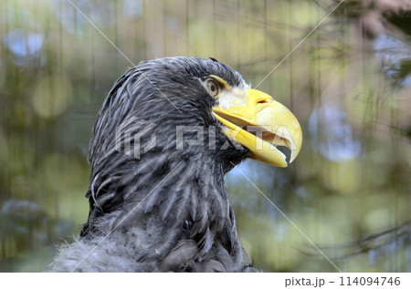 オオワシ オオワシ 114094746