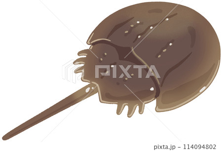 カブトガニ 114094802