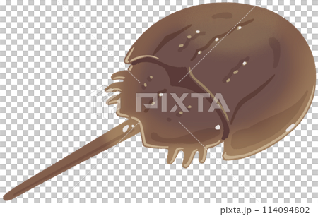 カブトガニ 114094802