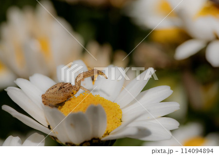 花壇の白い花の上で獲物を待つカニグモ 114094894