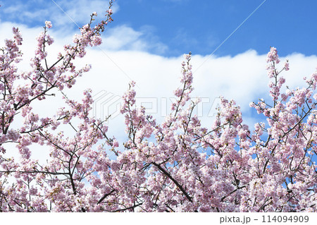 青空の下、満開の河津桜が咲く 青空の下、満開の河津桜が咲く 114094909