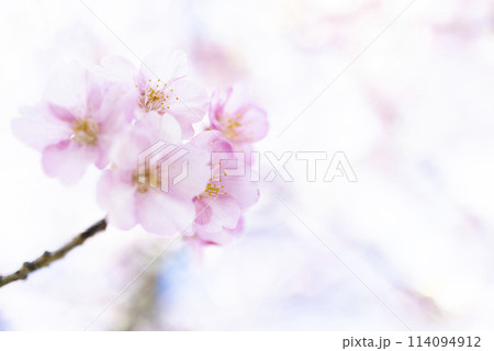 青空の下、満開の河津桜が咲く 114094912