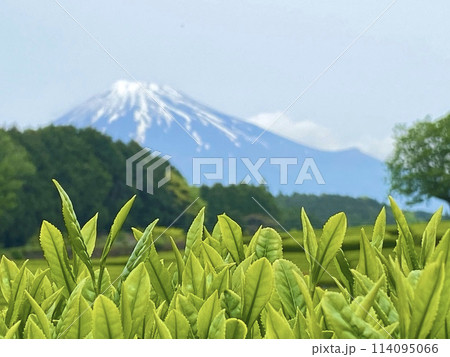 茶畑越しに望む冠雪の富士山 114095066