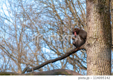 Monkey eating food 114095142