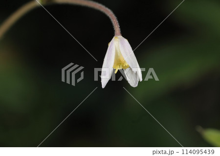 自然　植物　ヒメウズ、ひ弱で繊細な感じの花。実は毒があるらしい・・・ 114095439