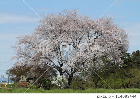 山の中の一本桜 114095444