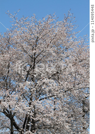 山の中の一本桜 114095448