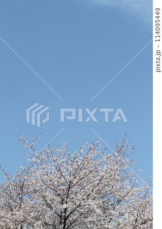 山の中の一本桜 山の中の一本桜 114095449