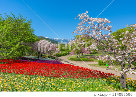 あづみの公園 北アルプスと桜とチューリップ 「長野県 安曇野市」 あづみの公園 北アルプスと桜とチューリップ 「長野県 安曇野市」 114095596