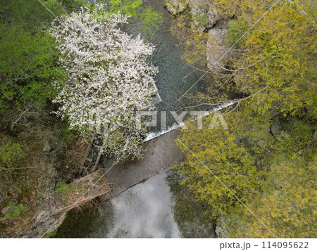 三滝堂の桜　空撮 114095622