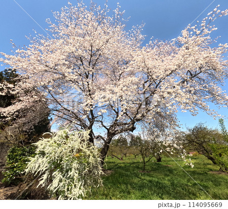 山の中の一本桜 114095669