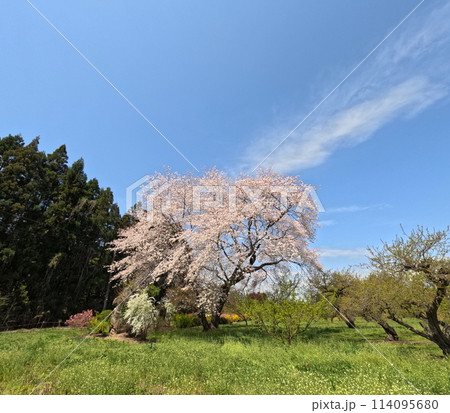 山の中の一本桜 山の中の一本桜 114095680