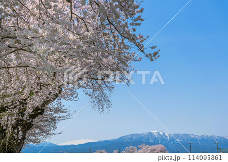 山形県 白水(しろみず)川堤防桜並木 114095861