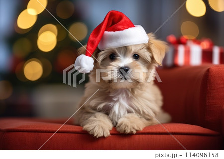 Christmas Amusing puppy in red Santa hat 114096158