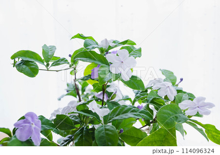 ニオイバンマツリ ニオイバンマツリ 114096324