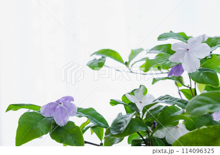 ニオイバンマツリ 114096325