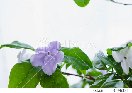 強い香りの二ホンバンマツリ 114096326