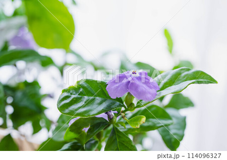 強い香りの二ホンバンマツリ 114096327