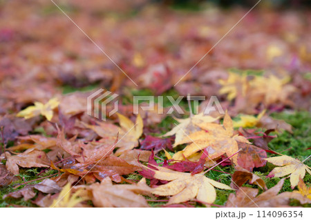 京都市右京区嵯峨の祇王寺(尼寺 往生院)祇王の庵 落葉の紅葉(苔庭) 京都市右京区嵯峨の祇王寺(尼寺 往生院)祇王の庵 落葉の紅葉(苔庭) 114096354