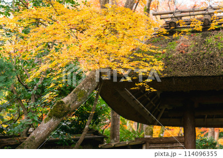 京都市右京区嵯峨の祇王寺（尼寺　往生院）祇王の庵　山門の紅葉 114096355