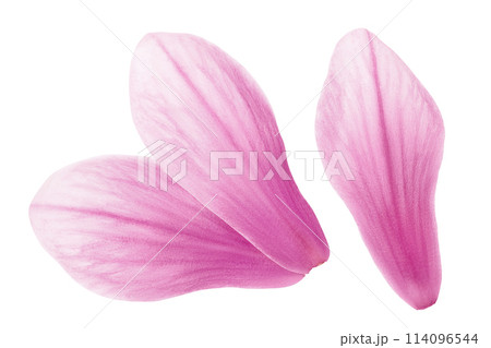 Pink magnolia flower petal isolated on white background with full depth of field. Top view. Flat lay Pink magnolia flower petal isolated on white background with full depth of field. Top view. Flat lay 114096544