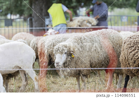 A group of sheep are grazing in a field A group of sheep are grazing in a field 114096551