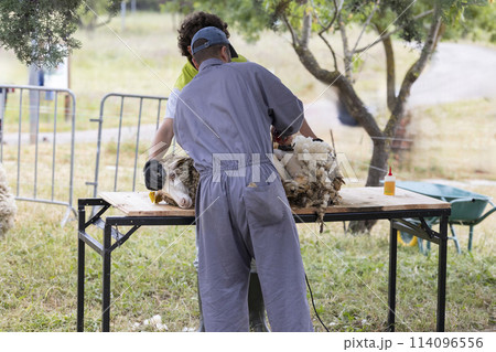 A man in a grey jumpsuit is cutting the wool off of a sheep 114096556