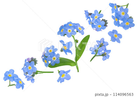 forget-me-not flowers isolated on white background. Top view. Flat lay 114096563