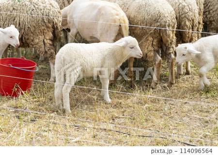A group of sheep are grazing in a field with a red bucket nearby 114096564