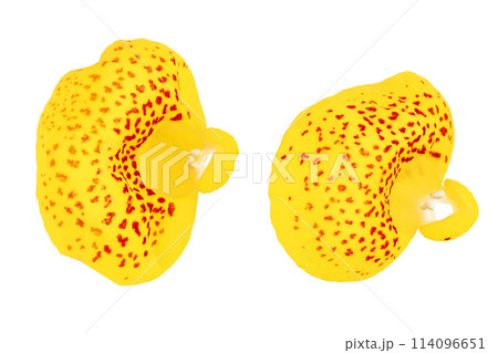 Calceolaria flower isolated on white background. Top view. Flat lay Calceolaria flower isolated on white background. Top view. Flat lay 114096651