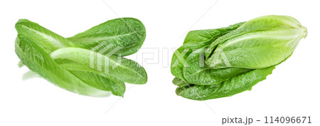 fresh roman cos lettuce isolated on a white background. Top view. Flat lay 114096671