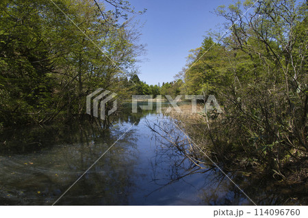 しろ池の美しい水面と新緑 新潟県糸魚川市 しろ池の美しい水面と新緑 新潟県糸魚川市 114096760