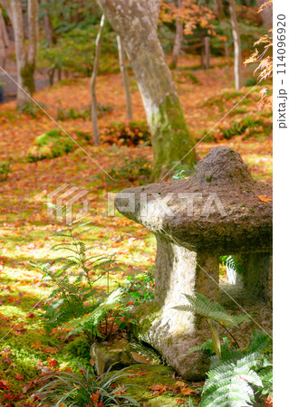 京都市右京区嵯峨の祇王寺（尼寺　往生院）祇王の庵　青もみじ（苔と紅葉の絨毯） 114096920