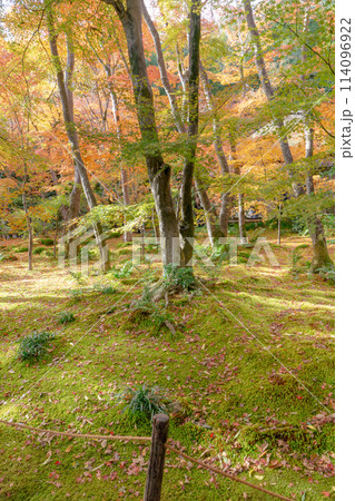 京都市右京区嵯峨の祇王寺(尼寺 往生院)祇王の庵 苔庭と紅葉 京都市右京区嵯峨の祇王寺(尼寺 往生院)祇王の庵 苔庭と紅葉 114096922
