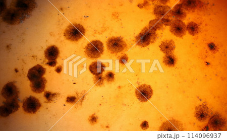 Dark mold on an orange background 114096937