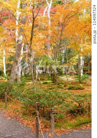 京都市右京区嵯峨の祇王寺（尼寺　往生院）祇王の庵　苔庭と紅葉 114097324