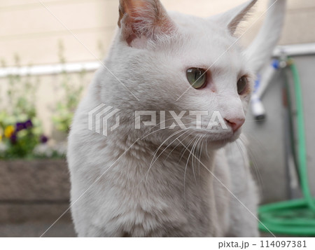 見つめる猫 114097381