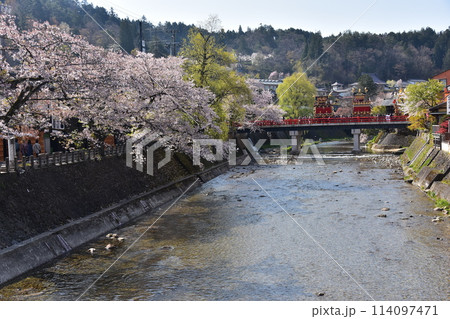 日本の岐阜県高山市　春の高山祭　満開の桜と中橋を渡る屋台　美しい新緑と青空 114097471