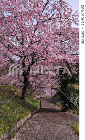 群馬県渋川市、真龍寺の桜 114097492