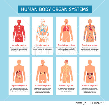 human body and organs infographics in flat designのイラスト素材 114097532