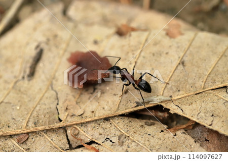 ムネアカオオアリのクローズアップ ムネアカオオアリのクローズアップ 114097627
