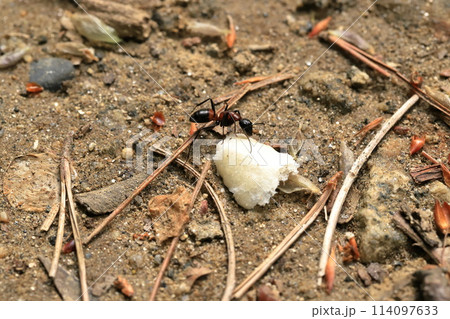 ムネアカオオアリのクローズアップ ムネアカオオアリのクローズアップ 114097633