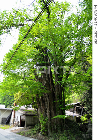 埼玉県秩父郡皆野町金沢 天満天神宮の千本カツラ 埼玉県秩父郡皆野町金沢 天満天神宮の千本カツラ 114097944