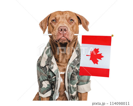 Cute brown dog, Canadian Flag and military shirt Cute brown dog, Canadian Flag and military shirt 114098011