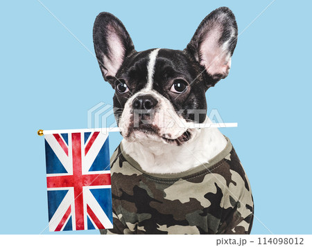 Adorable puppy dog, British Flag and military shirt Adorable puppy dog, British Flag and military shirt 114098012