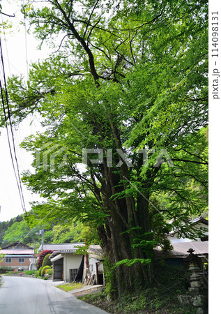 埼玉県秩父郡皆野町金沢　天満天神宮の千本カツラ 114098131