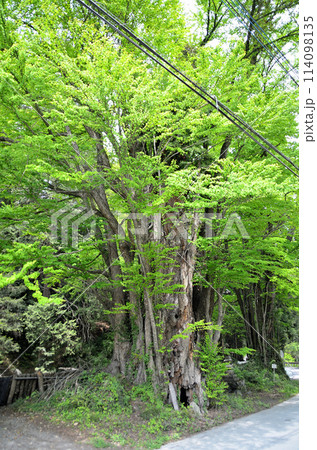 埼玉県秩父郡皆野町金沢 天満天神宮の千本カツラ 埼玉県秩父郡皆野町金沢 天満天神宮の千本カツラ 114098135