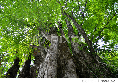 埼玉県秩父郡皆野町金沢　天満天神宮の千本カツラ 114098152