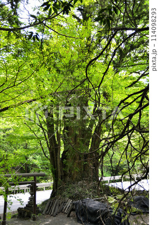 埼玉県秩父郡皆野町金沢 天満天神宮の千本カツラ 埼玉県秩父郡皆野町金沢 天満天神宮の千本カツラ 114098293